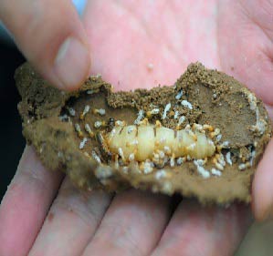 白蚁常见的种类有哪些？南海白蚁公司有什么消灭白蚁的方法