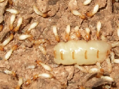 白蚁每年春季的时候繁衍，罗村白蚁公司应该怎么防治白蚁