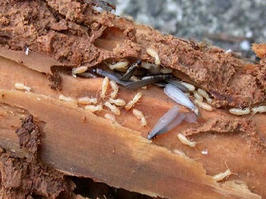 里水专业白蚁公司防治杉木白蚁危害的7个小知识