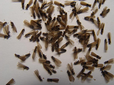 里水白蚁防治中心黑翅土白蚁的活动规律