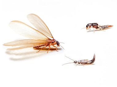 南海预防白蚁所专家如何有效防治分飞期白蚁