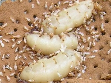 丹灶白蚁防治站居家生活如何精准灭杀白蚁，降低蚁害