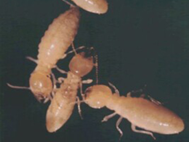 小塘装修白蚁防治公司白蚁和蚂蚁一样吗？怎么防治白蚁