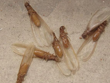 南海白蚁防治公司发现飞蚁危害有什么方法可以对付