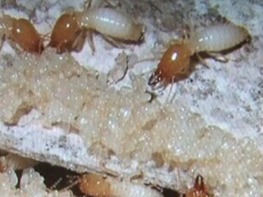 金沙灭白蚁中心白蚁危害以及白蚁的特性有哪些