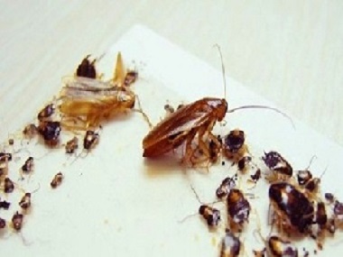 佛山病媒生物防控所为什么就是杀不尽家里的蟑螂