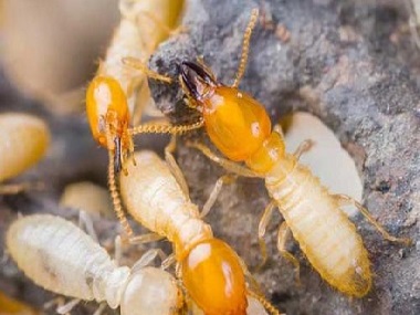 小塘防治白蚁机构防治白蚁的四种常用农药