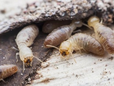 官窑白蚁备案站：白蚁的危害到底有多大？