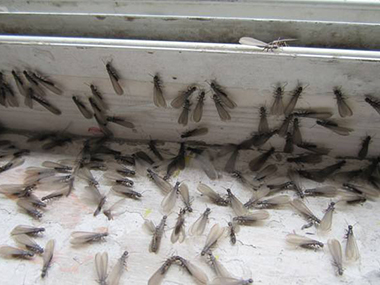 南海专业除白蚁站白蚁分飞季，如何有效防治白蚁
