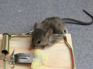 南海专业灭鼠机构怎么防止老鼠进入室内