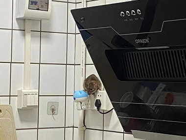 罗村病媒生物防控机构厨房灭鼠如何放置灭鼠夹