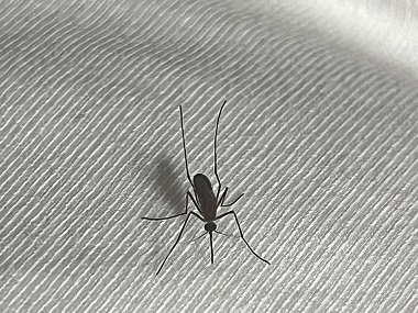 狮山除四害中心社区蚊子大作战，你参与了吗？