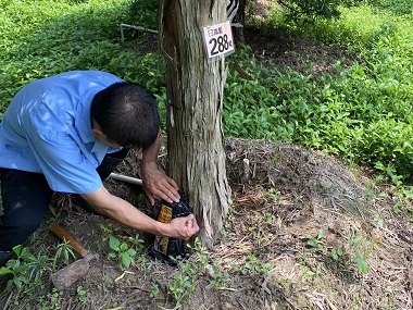 黄岐白蚁灭治站园林绿化防治白蚁危害的有效方法