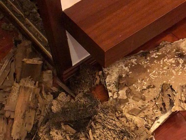 和顺上门灭白蚁机构卫生间为什么会有白蚁