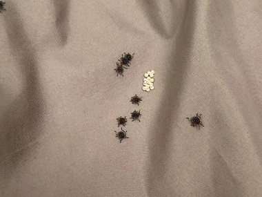 佛山四害消杀机构床上有床虱怎么快速去除