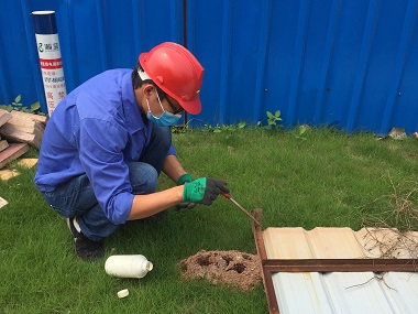 里水杀灭红火蚁公司户外常见的“红火蚁”，教你1分钟识别防控