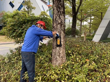 南海白蚁预防中心树木莫名枯萎倒伏？手把手教你搞定白蚁隐患！
