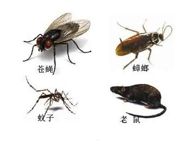桂城病媒生物防控机构定期消杀四害的必要性及其带来的好处