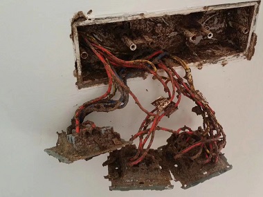 西樵白蚁备案站家里凭空冒出来的白蚁，到底是怎么来的？